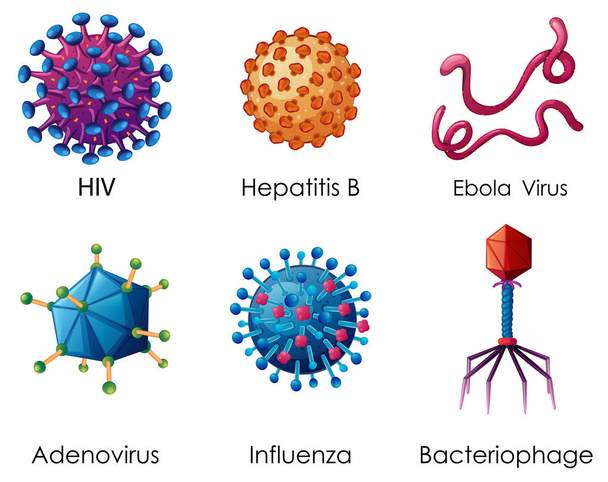 Έξι τύποι ιών σε λευκό φόντο - Διάνυσμα, εικόνα