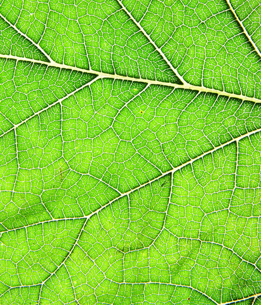 Textura de hoja verde
  - Foto, imagen