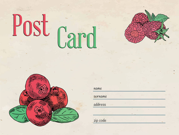 berries garden postcard envelope template design and illustration, cranberry, raspberry - Vetor, Imagem