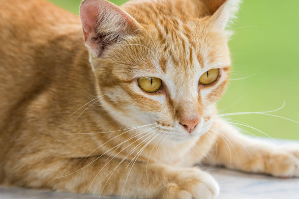 Staarsteek beneden schattige oranje kat gestript - Foto, afbeelding
