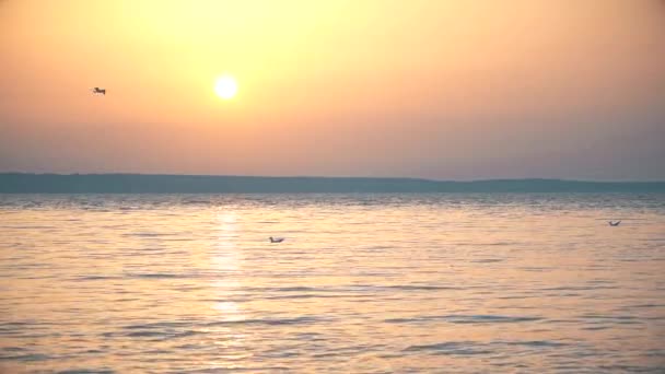 Γλάρος που πετάει πάνω από το νερό σε αργή κίνηση κατά το σούρουπο - Πλάνα, βίντεο