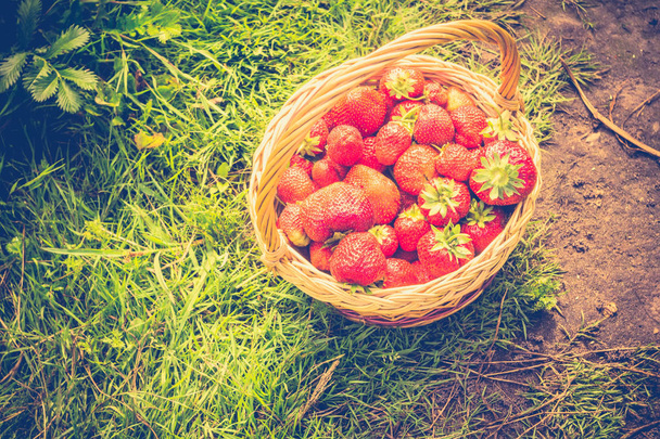 Strawberry in Basket on Grass Retro - Photo, image