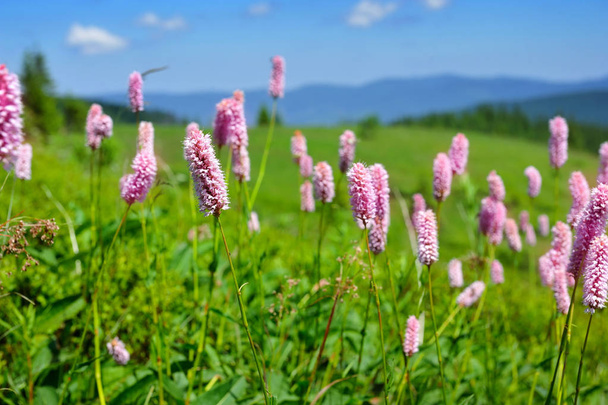 Common bistort (Persicaria bistorta) growing in the mountains - Photo, Image