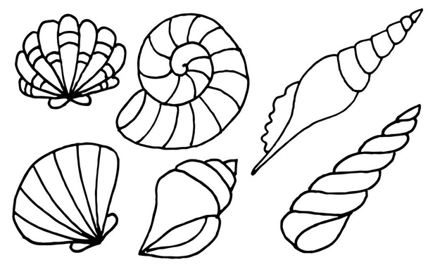 Coleção de conchas marinhas desenhadas à mão. ilustração marinha para colorir livros
 - Vetor, Imagem