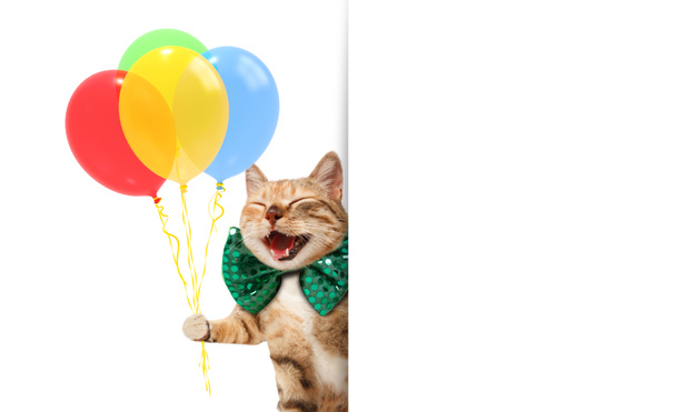 面白い猫はお祝い服を着て、風船を保持しています。テキストの白ラベル. - 写真・画像