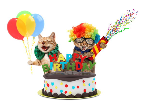 面白い猫の爆竹と誕生日のケーキ。白い背景に分離されたお祝い服を着ています。. - 写真・画像
