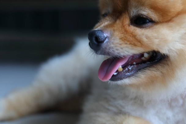 small dog pomeranian cute pets, close-up limestone stains teeth  - Foto, Imagen