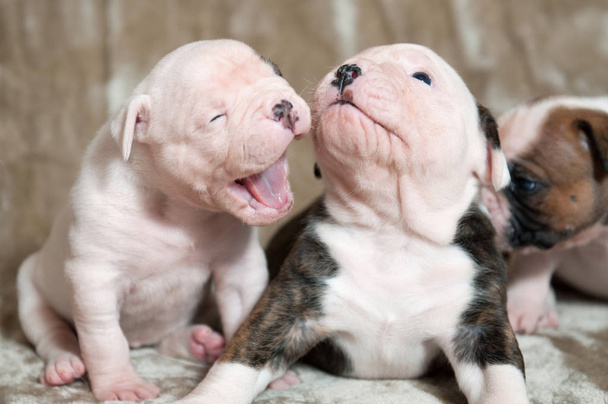 American Bulldog puppies - Photo, Image