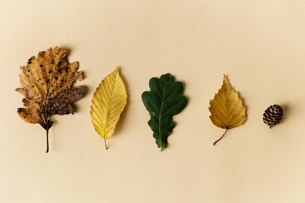 Beautiful autumn leaves on pastel background - Foto, Bild