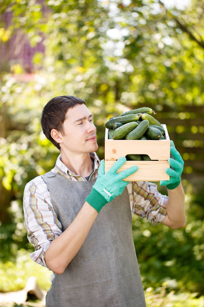 Guy with box of cucumbers - Фото, изображение