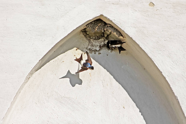 Гнездо ласточек в арке здания
 - Фото, изображение