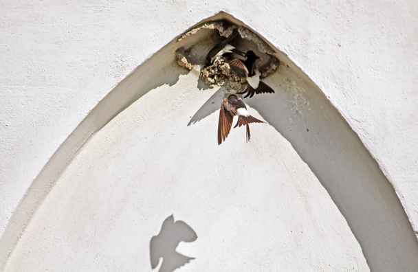 Gniazdo jaskółek w łuku budynku - Zdjęcie, obraz