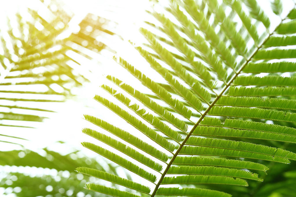abstract green leaves in nature, sunlight through leaf on tree - Photo, Image