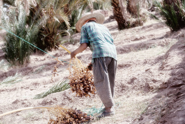 Un agricultor marroquí cosecha fechas de una palmera datilera
.  - Foto, imagen