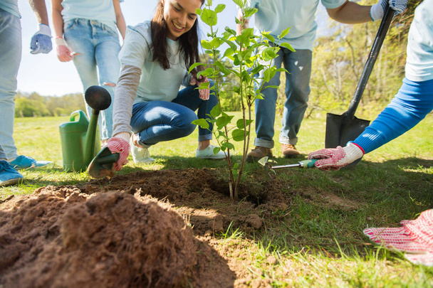 group of volunteers hands planting tree in park - Photo, Image