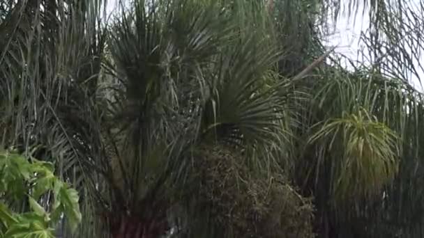 palm trees swaying in rainstorm - Footage, Video