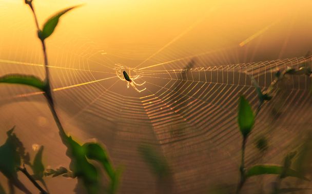 Örümcek siluet bir yörünge web üzerinde - Fotoğraf, Görsel