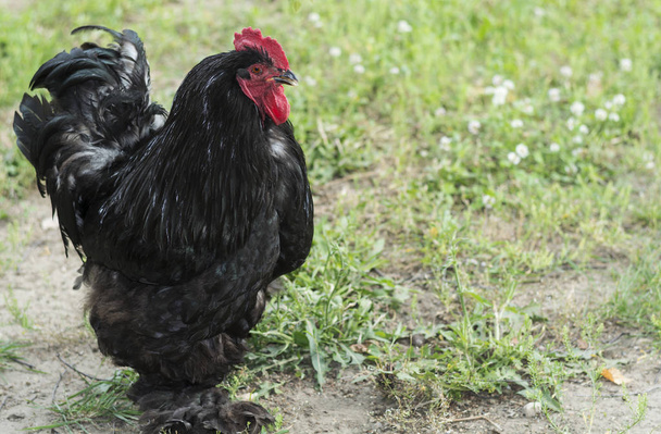 Un gran gallo negro con ojos marrones de la raza brahma cuenta con un
 - Foto, imagen