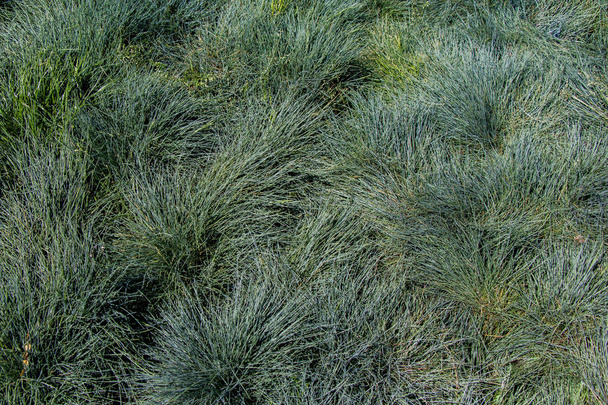 Groen gras voor gebruik als achtergrond natuur - Foto, afbeelding