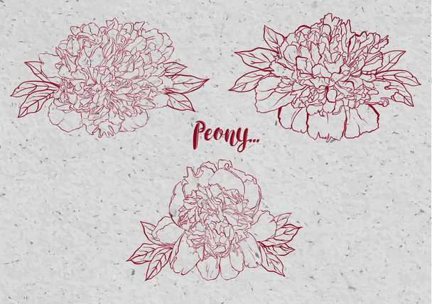 Hand drawn peony flower vector set illustration. - Vector, Image