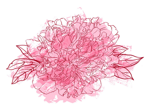 Hand getekend peony bloem vectorillustratie. - Vector, afbeelding