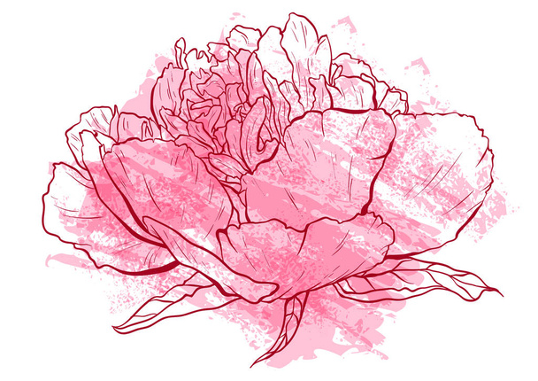 Kézzel rajzolt bazsarózsa virág vektoros illusztráció. - Vektor, kép