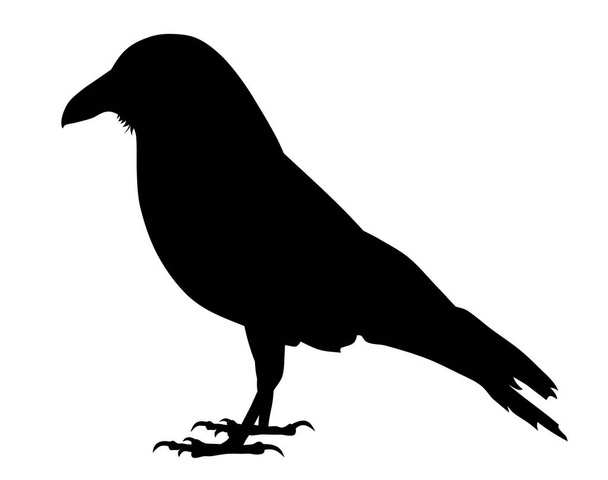 Vector illustration of raven - Vetor, Imagem