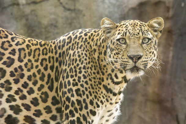 Leopard v zoo, v Tenerife. Při pohledu na fotoaparát - Fotografie, Obrázek