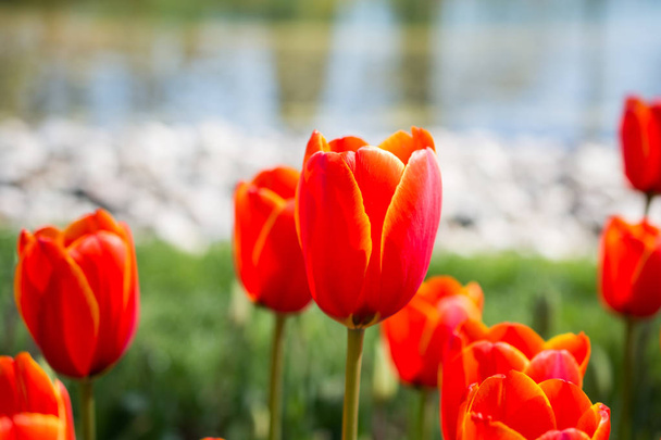 Tulip Flowers Blooming by the water in Spring Season - Photo, Image