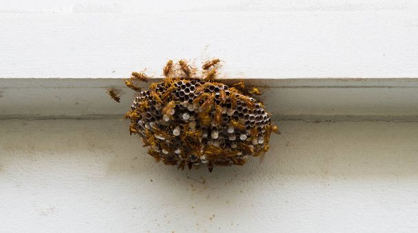 自然の中のスズメバチのグループ  - 写真・画像