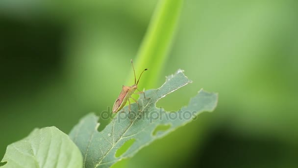  Insect on green grass in garden. - Filmati, video