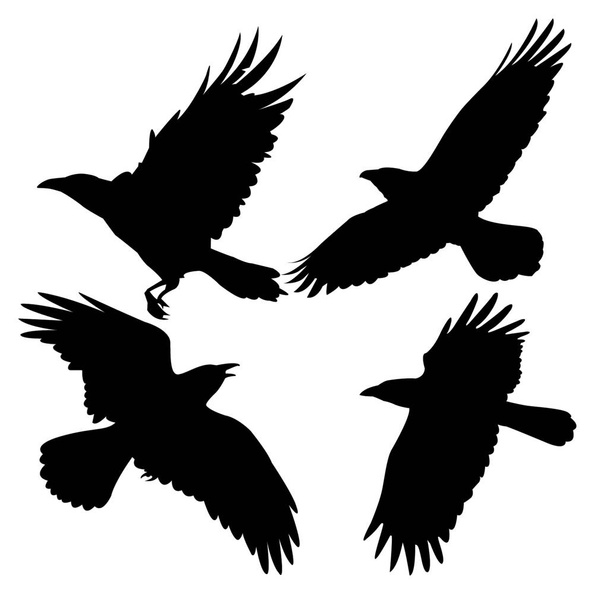 Vliegende vogels op witte achtergrond - Foto, Imagem
