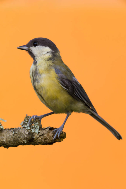 One female great tit bird perched on branch - Photo, Image