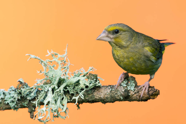Single male Greenfinch bird perched on branch with lichen - Photo, Image