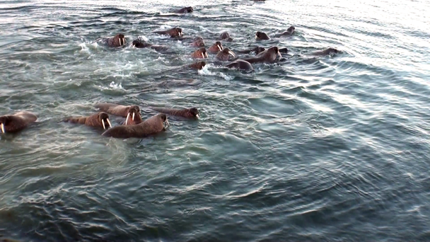 Group of walruses rest in water of Arctic Ocean on New Earth in Russia. - Footage, Video