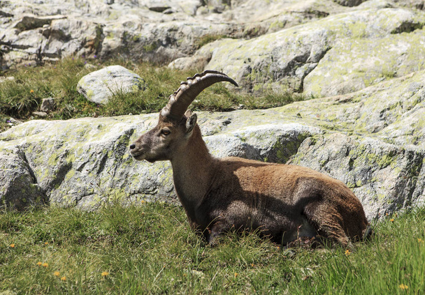 ibex lying on the ground - Fotoğraf, Görsel