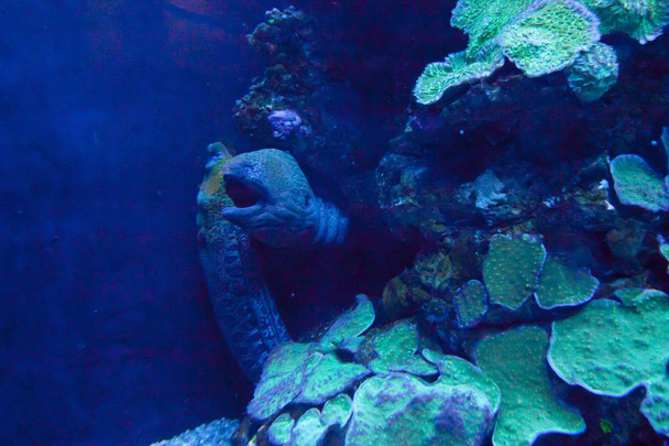 Colorful exotic tropical fishes underwater in aquarium. - Foto, afbeelding