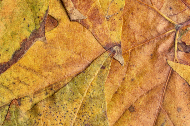 Feuillage d'érable sec d'automne Grunge Texture de fond
 - Photo, image