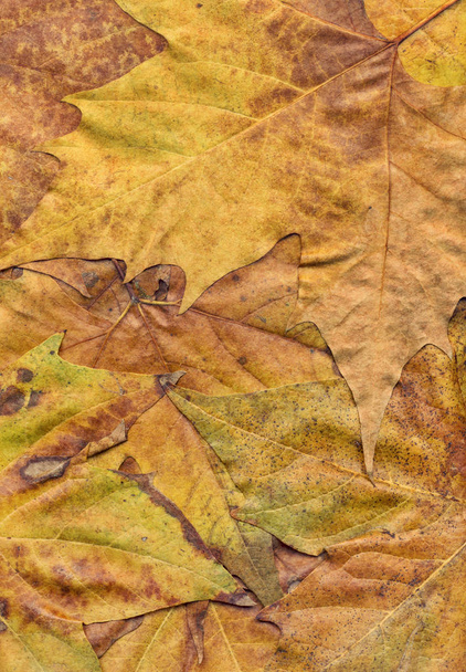 Autumn Dry Maple Foliage Grand Texture
 - Фото, изображение