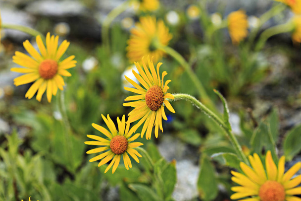 yellow arnica flowers - Photo, Image