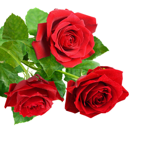 lähikuva kolmesta punaisesta ruusun kukasta
 - Valokuva, kuva