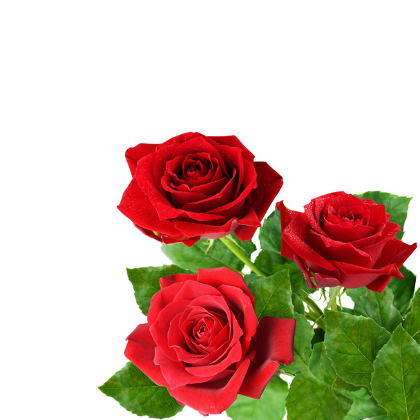 Three red rose flowers in a corner - Zdjęcie, obraz