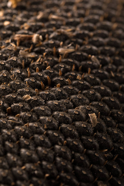 Texture of sunflower seeds. Black sunflower seeds, organic background. - Fotoğraf, Görsel