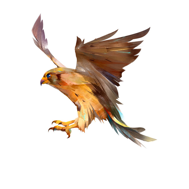 drawn isolated flying Falcon bird - 写真・画像