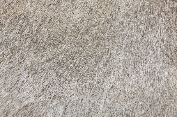 Dettaglio di una pelle di uno sfondo di texture di mucca
 - Foto, immagini
