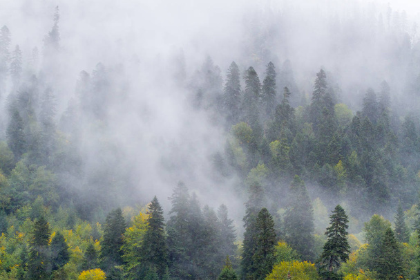 Fir-tree forest (wood) in mountain area by an autumn morning covered by mist (fog) - Fotoğraf, Görsel