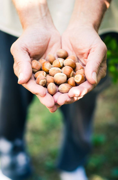 Male hands holding bunch of hazelnuts - Foto, afbeelding