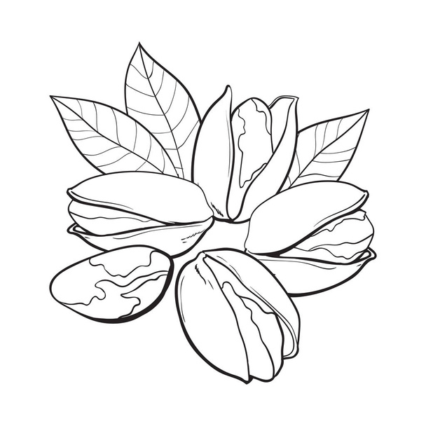 Group of pistachio nuts, shelled and unshelled, sketch vector illustration - Διάνυσμα, εικόνα