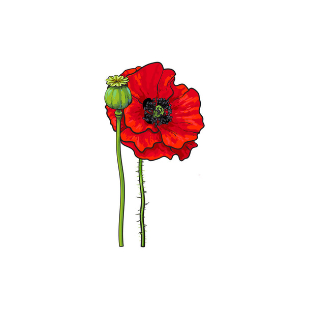 Vector flor de amapola roja floración
. - Vector, Imagen