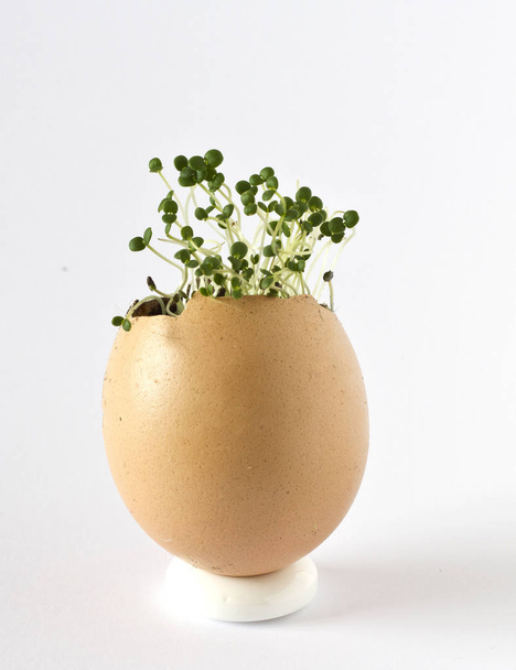 A beautiful, fresh plant growing inside an empty egg shell. Spring time, new life. - Фото, изображение